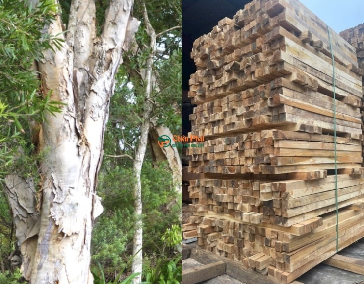 nguồn gỗ tràm tại công ty Gỗ Thiên Phát